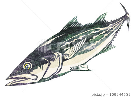 凶暴な鰆のイラスト 凶暴な鰆のイラスト 109344553