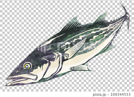 凶暴な鰆のイラスト 凶暴な鰆のイラスト 109344553