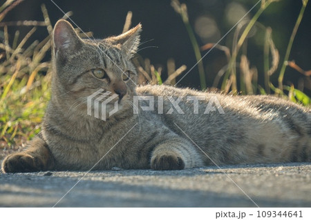 日向ぼっこ中の猫 109344641