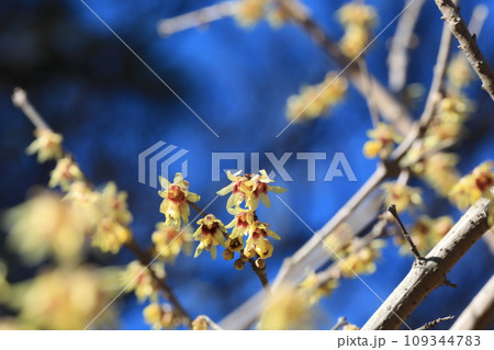 ロウバイ 109344783