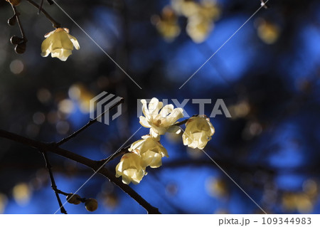 ろうばい ろうばい 109344983