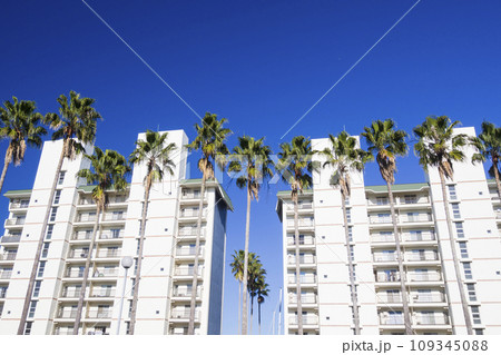 ヤシの木が並ぶリゾート地 109345088