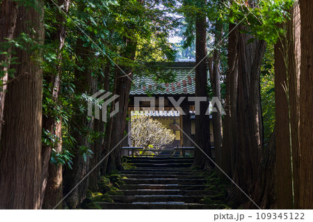 古都鎌倉の春　建長寺　正統院 109345122