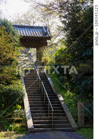 古都鎌倉の春　建長寺　回春院 109345125