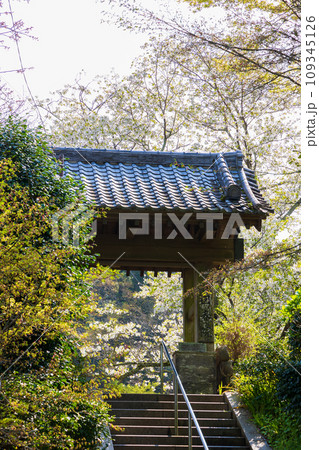 古都鎌倉の春 建長寺 回春院 古都鎌倉の春 建長寺 回春院 109345126