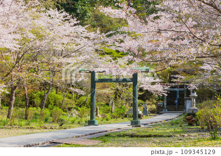 古都鎌倉の春　建長寺の桜　半僧坊参道 109345129