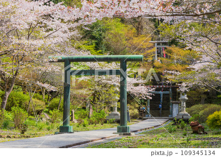 古都鎌倉の春 建長寺の桜 半僧坊参道 古都鎌倉の春 建長寺の桜 半僧坊参道 109345134