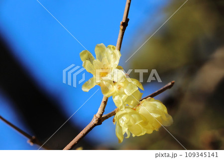 ロウバイ 109345141