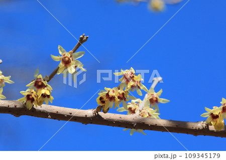 ロウバイ 109345179