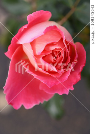 バラ（ピンク・レディ・ラッフル） 109345643