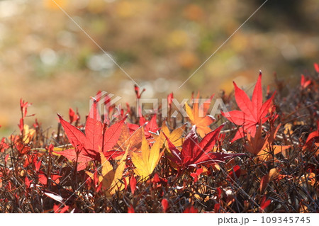 落ち葉 109345745