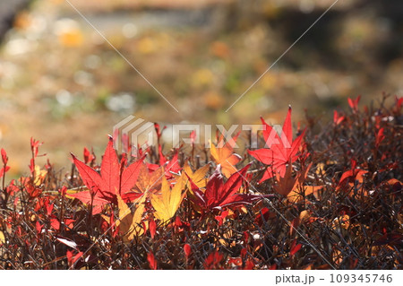 落ち葉 落ち葉 109345746