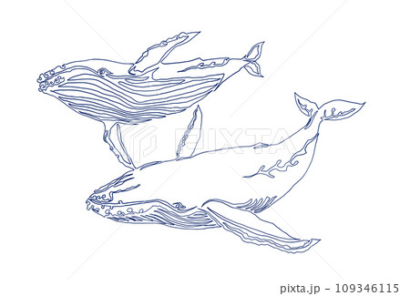 親子ザトウクジラの線画イラスト 109346115