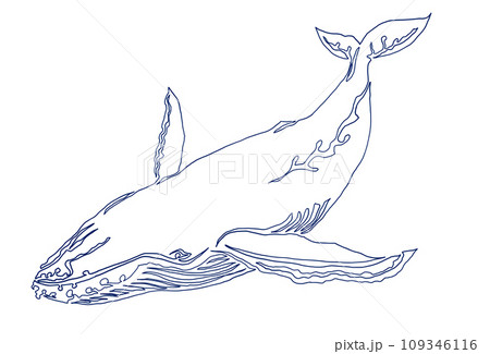 シンプルザトウクジラの一筆書きイラスト 109346116