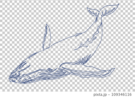 シンプルザトウクジラの一筆書きイラスト 109346116