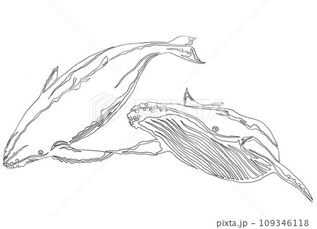 仲良くザトウクジラの線画イラスト 仲良くザトウクジラの線画イラスト 109346118