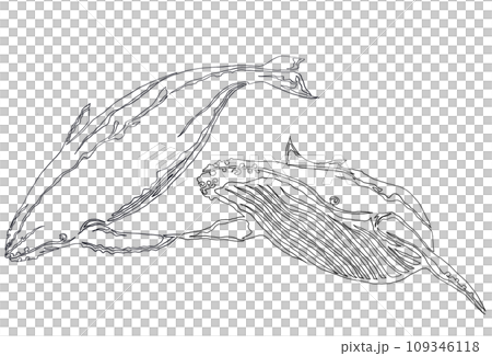 仲良くザトウクジラの線画イラスト 仲良くザトウクジラの線画イラスト 109346118