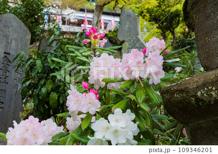 古都鎌倉の春 建長寺 半僧坊参道のシャクナゲ 古都鎌倉の春 建長寺 半僧坊参道のシャクナゲ 109346201