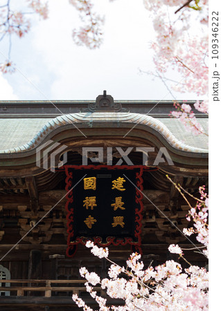 古都鎌倉の春 建長寺の桜 三門 古都鎌倉の春 建長寺の桜 三門 109346222