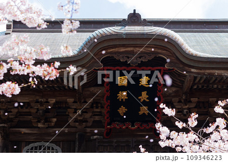 古都鎌倉の春 建長寺の桜 三門 古都鎌倉の春 建長寺の桜 三門 109346223