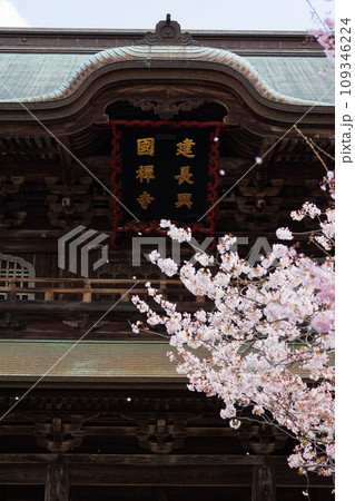 古都鎌倉の春　建長寺の桜　三門 109346224