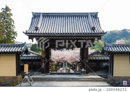 古都鎌倉の春 建長寺の桜 総門 古都鎌倉の春 建長寺の桜 総門 109346231