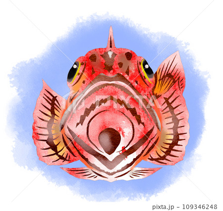 カラフル魚カサゴのイラスト 109346248