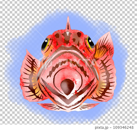 カラフル魚カサゴのイラスト 109346248