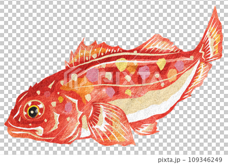 カサゴのリアルイラスト カサゴのリアルイラスト 109346249