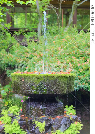 大量の苔が生えた樹海の噴水 109346667