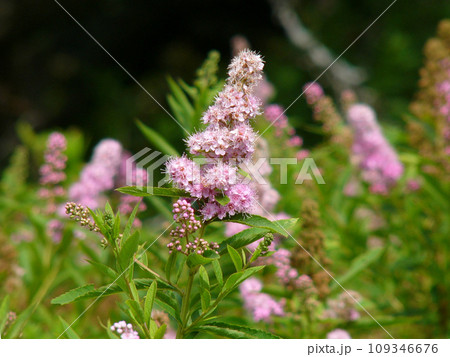 栃木県日光戦場ヶ原のホザキシモツケ 109346676