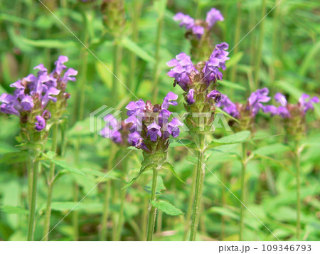 長野県上松町木曽の赤沢自然休養林に咲くウツボグサ 109346793
