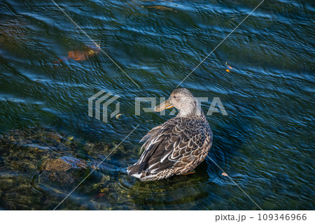 ハシビロガモ（メス） 109346966