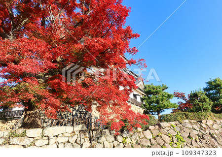 秋の滋賀県彦根市の彦根城の石垣と紅葉 109347323
