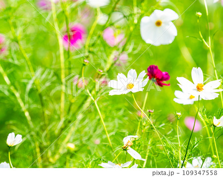 秋の景色 可憐でかわいいカラフルなコスモス 秋の景色 可憐でかわいいカラフルなコスモス 109347558