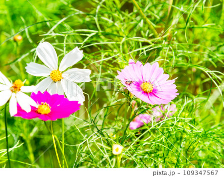 秋の景色　可憐でかわいいカラフルなコスモス 109347567