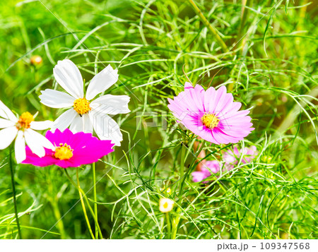 秋の景色　可憐でかわいいカラフルなコスモス 109347568