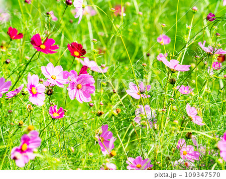 秋の景色　可憐でかわいいカラフルなコスモス 109347570