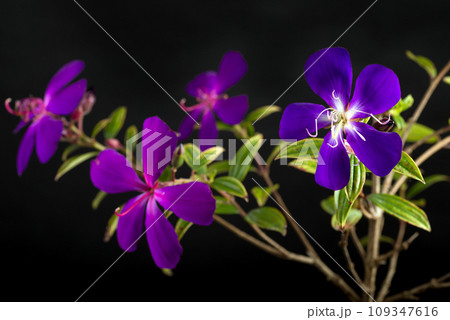 黒バックの青紫から赤紫のノボタンの花 黒バックの青紫から赤紫のノボタンの花 109347616