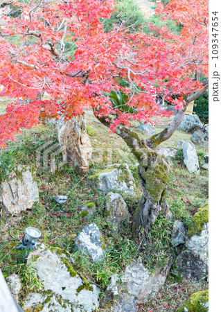 秋の滋賀県彦根市の彦根城の玄宮園の紅葉 109347654