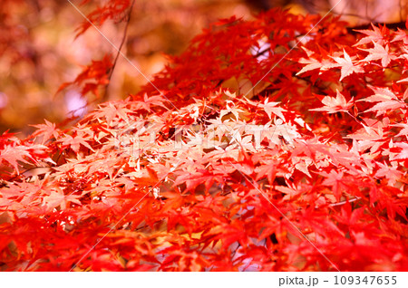 里山の紅葉 里山の紅葉 109347655