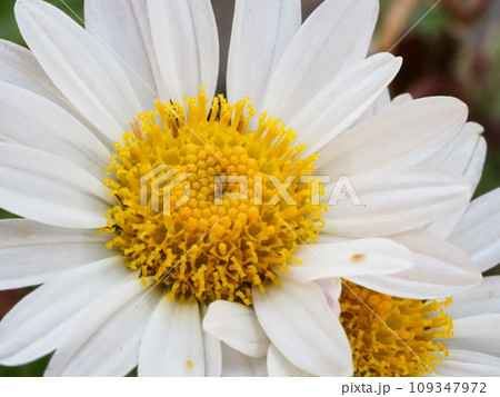 小菊の花 小菊の花 109347972