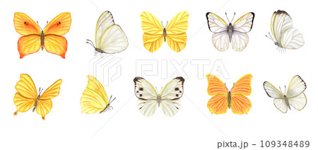 Set of white and yellow butterflies. Fluttering lepidoptera, tropical flying, sitting insects with wings. Watercolor illustration. For wallpaper, print, banner design, postcards 109348489
