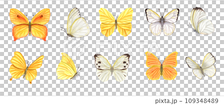 Set of white and yellow butterflies. Fluttering lepidoptera, tropical flying, sitting insects with wings. Watercolor illustration. For wallpaper, print, banner design, postcards 109348489