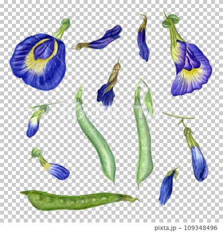 Set of blue flower heads in different stages. Blooming flowers, bud. Withered flower and green pod. tropical plant. Ipomoea, clitoria ternatea. Watercolor illustration. For package, print, menu Set of blue flower heads in different stages. Blooming flowers, bud. Withered flower and green pod. tropical plant. Ipomoea, clitoria ternatea. Watercolor illustration. For package, print, menu 109348496