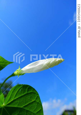 アサガオ 朝顔 あさがお つぼみ アサガオ 朝顔 あさがお つぼみ 109348821