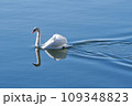 白鳥 109348823