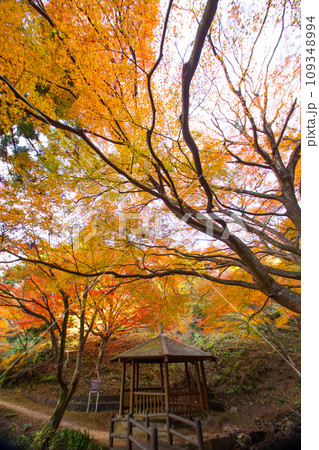 宮地山の紅葉（愛知県豊川市） 109348994