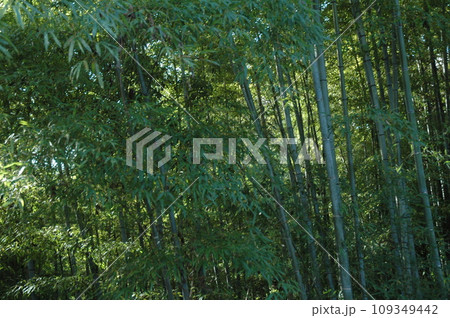 竹林を照らす日光 竹林を照らす日光 109349442