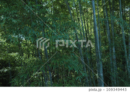 竹林 109349443